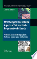 Morphological and Cellular Aspects of Tail and Limb Regeneration in Lizards [E-Book] : A Model System With Implications for Tissue Regeneration in Mammals /