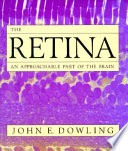 The retina: an approachable part of the brain.