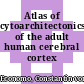 Atlas of cytoarchitectonics of the adult human cerebral cortex /