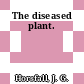 The diseased plant.
