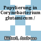 Pupylierung in Corynebacterium glutamicum /
