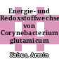 Energie- und Redoxstoffwechsel von Corynebacterium glutamicum /