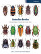Australian beetles. Volume 1 : morphology, classification and keys [E-Book] /