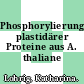 Phosphorylierungsanalytik plastidärer Proteine aus A. thaliane /