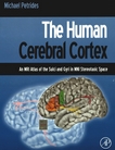 The human cerebral cortex : an MRI atlas of the Sulci and Gyri in MNI stereotaxic space /