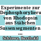 Experimente zur Dephosphorylierung von Rhodopsin aus Stäbchen Sussensegmenten (ROS) des Rindes [E-Book] /