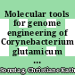 Molecular tools for genome engineering of Corynebacterium glutamicum [E-Book] /